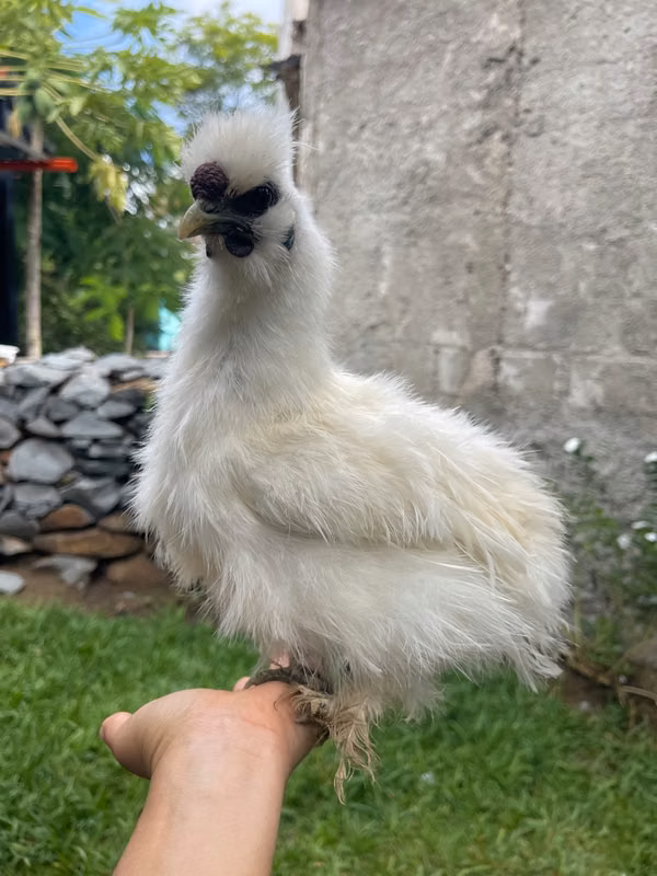 Silky chicks