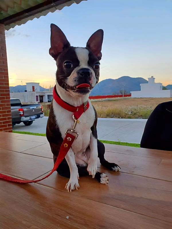 Boston terrier