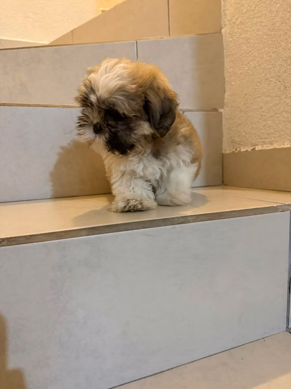 Shih Tzu dog