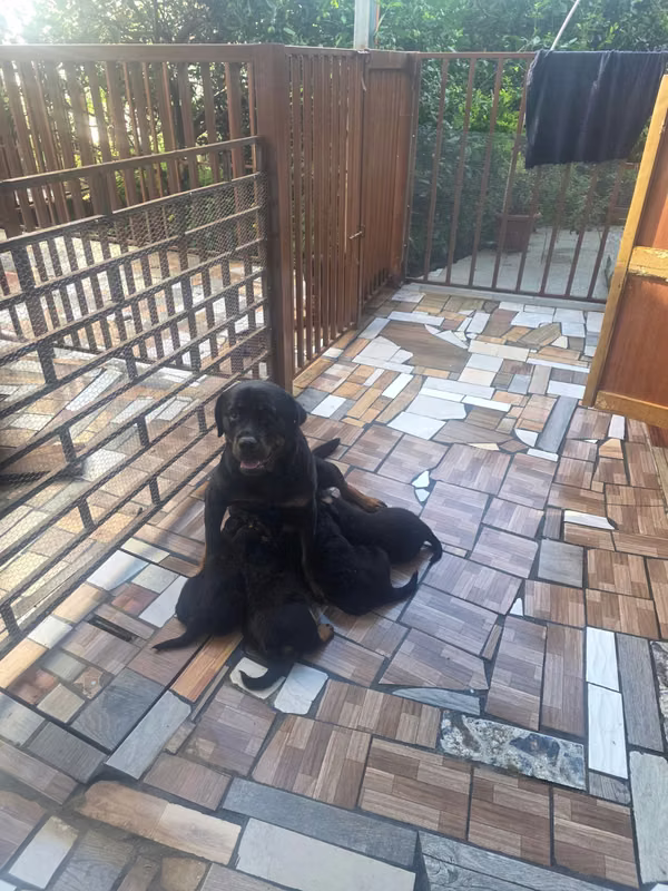 rottweiler