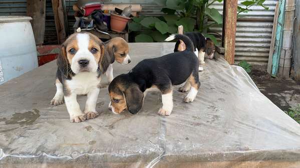 Tricolor beagles