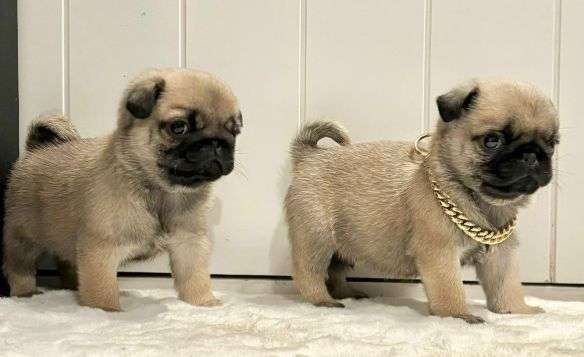 FEMALE PUG CERVATE VISACUOTAS PEDIGREE