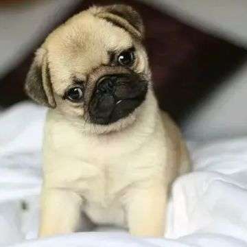 FEMALE PUG VISAQUOTA CERVICAL