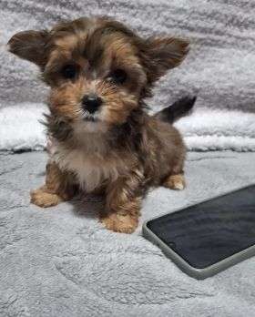Linda Cachorra exclusive black chocolate visaquotes