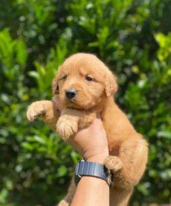 GOLDEN RETRIVER VISACUITE MALES