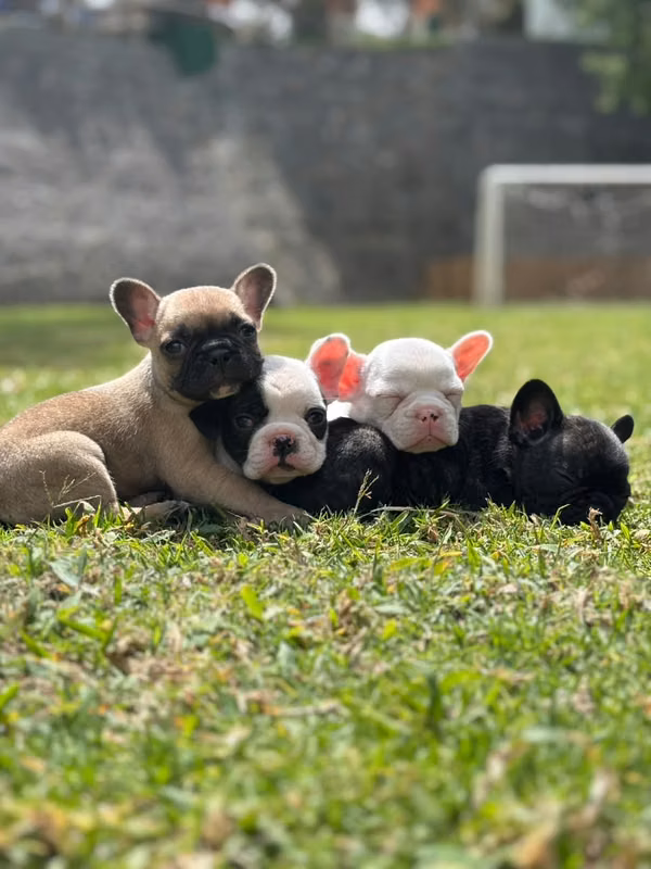 French Bulldog