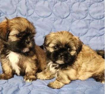 Shihtzu Hemos y Machos visaquotas