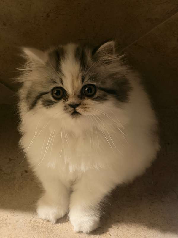 Persian kitten