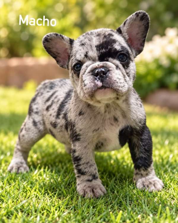 Bulldog French Merle