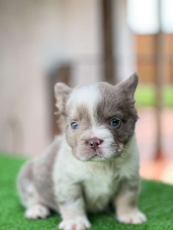 Bulldog frances fluffy