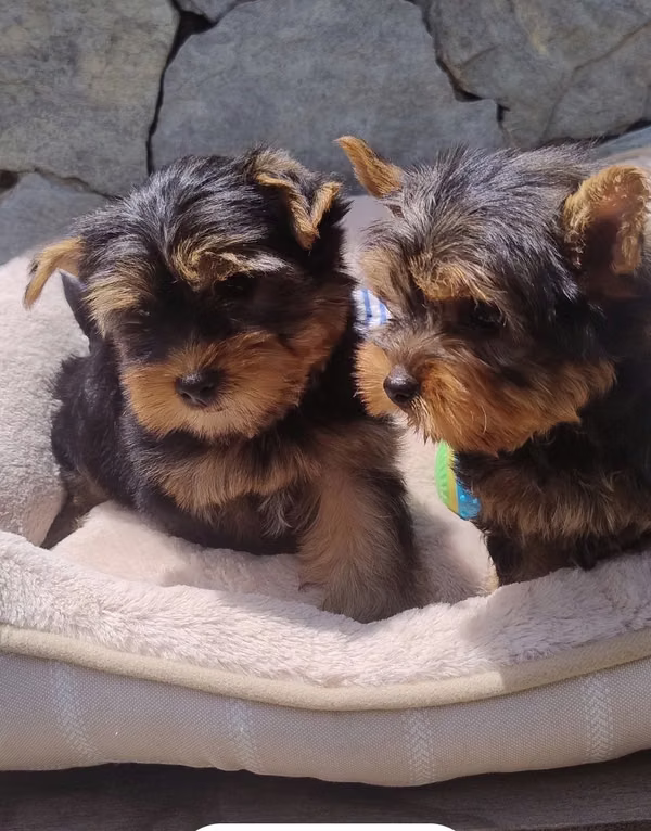 Yorkshire terrier machitos two months