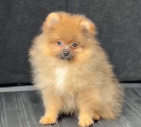 Pomeranian