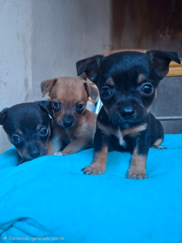 3 dogs race chihuahua