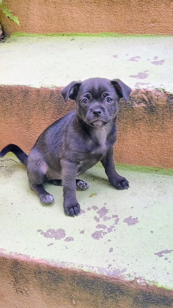 Cachorrita pug / Chihuahua mixture