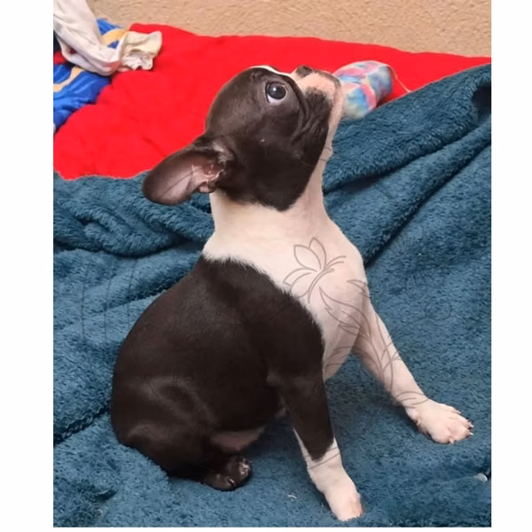 boston terrier