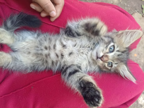Nice angora kittens