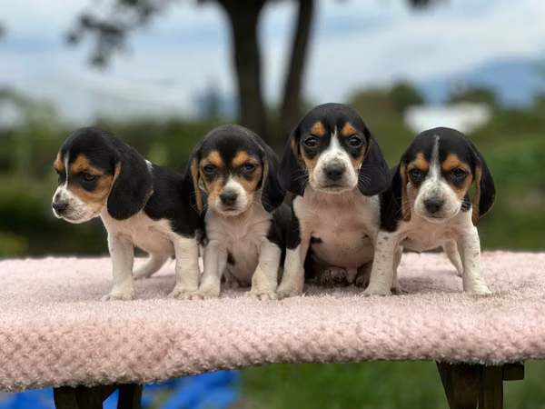 Beagle puppies