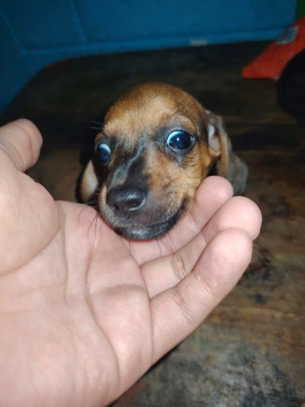 2-month-old hemp and machito salchha vaccinated and deparasized