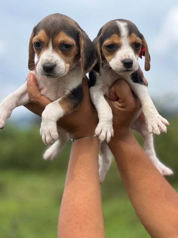 Beagle