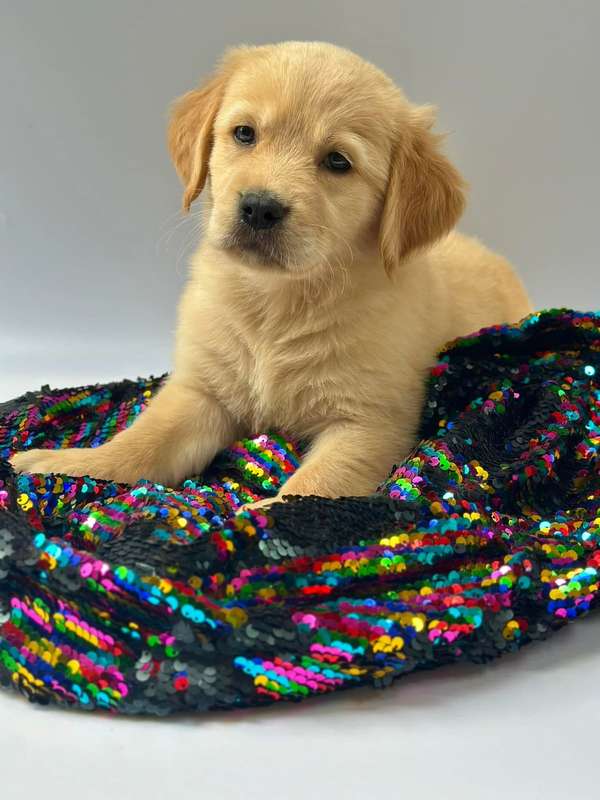 Golden female retriever