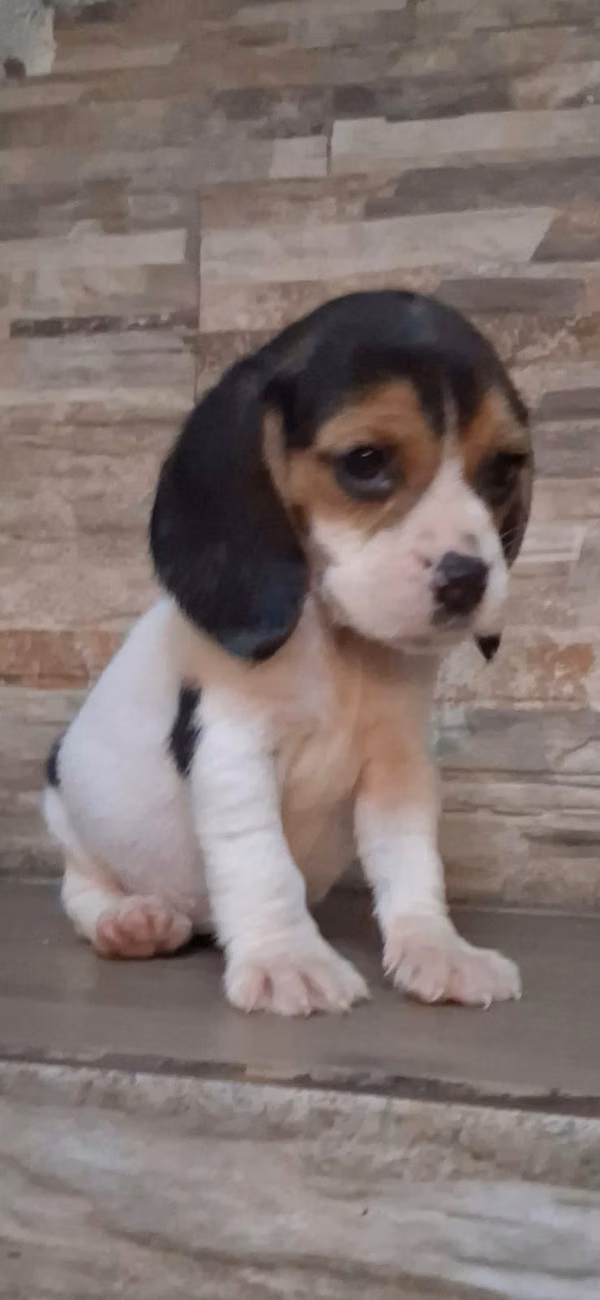 BEAGLE