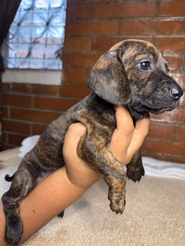 Beautiful dachshun exotic sausage