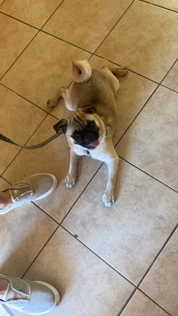 Female pug