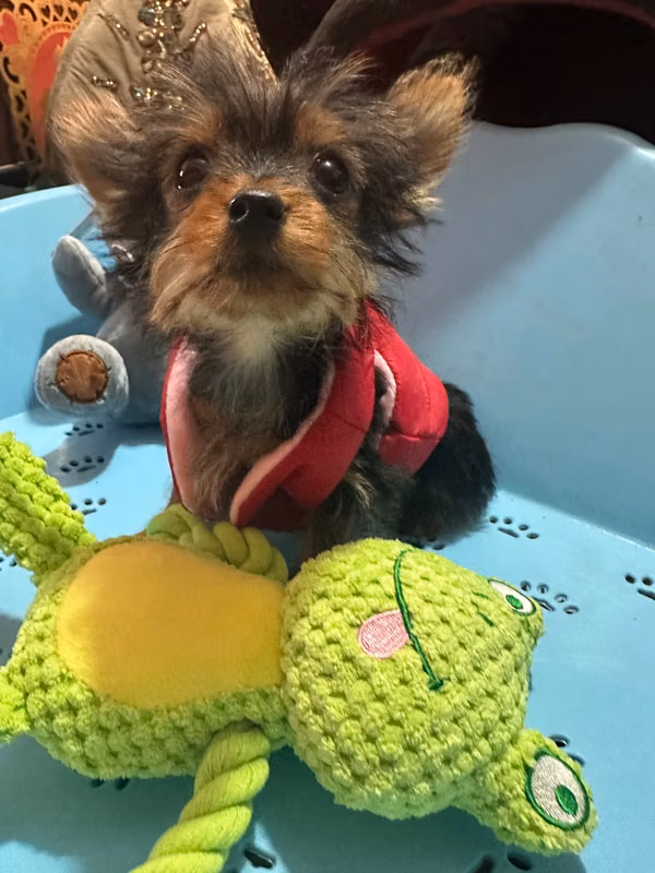 Yorkshire Terrier Female