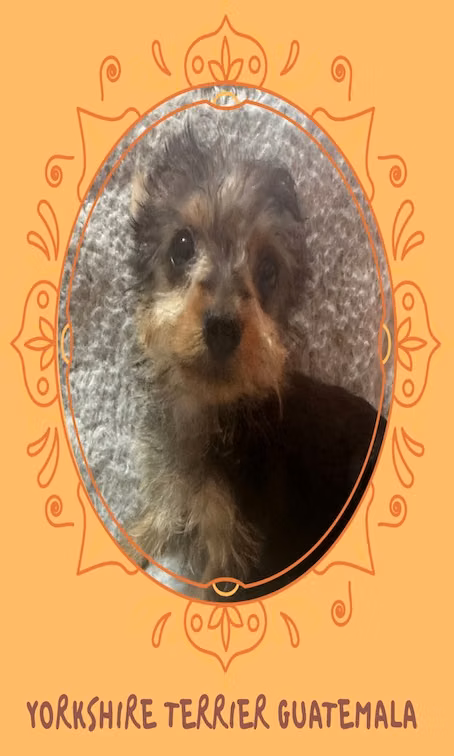 Yorkshire male terrier