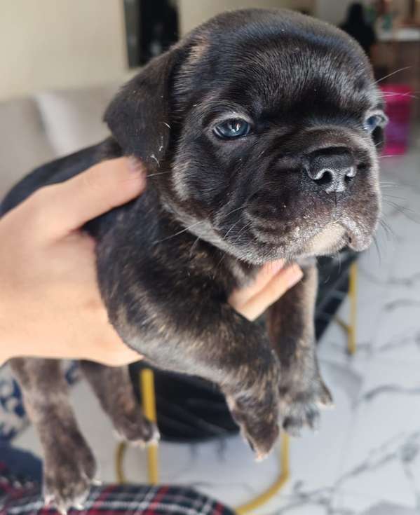 Sale of French bulldog.