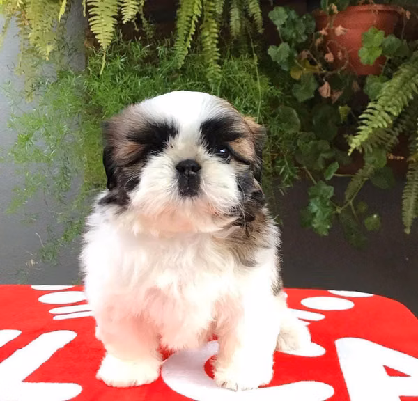 Linda Shihtzu Shitzu