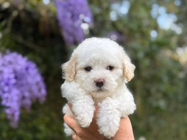 French Poodle Mini Toy