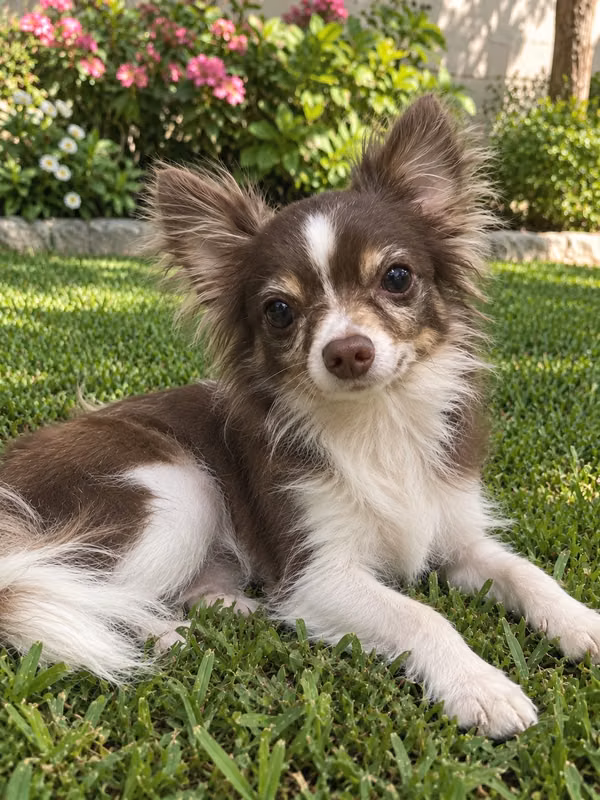 Chihuahua hairy female