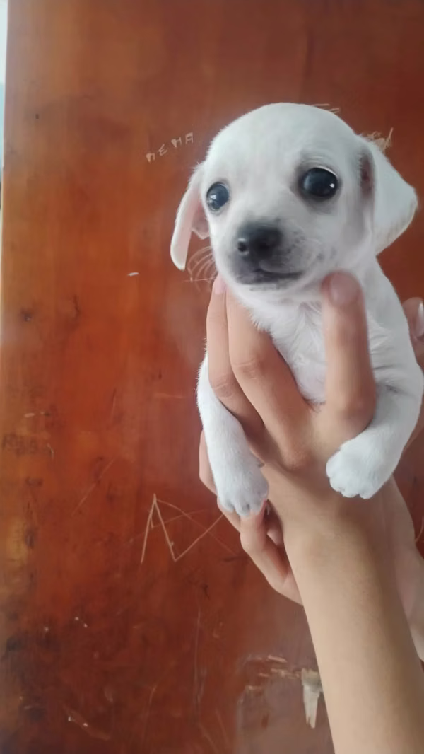 Chihuahas
