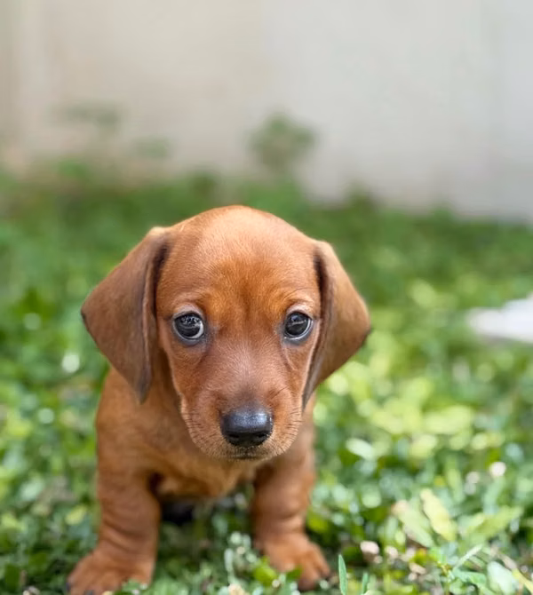 Beautiful Dachshund Salchicha