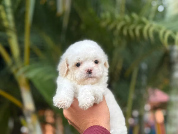 Beautiful French Poodle Mini Toy