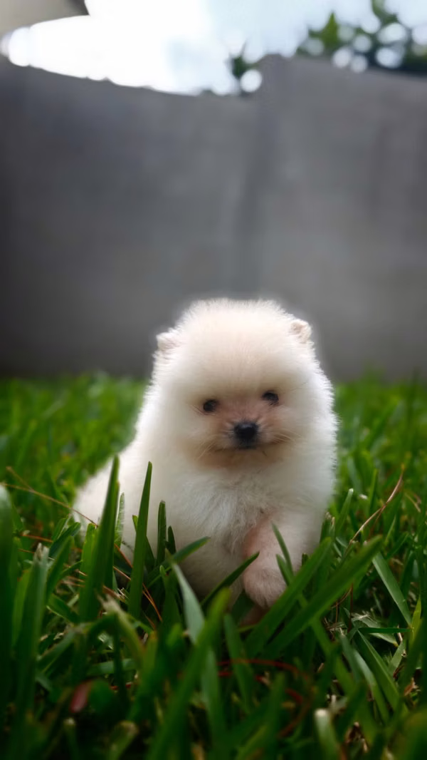 Pomeranian Female