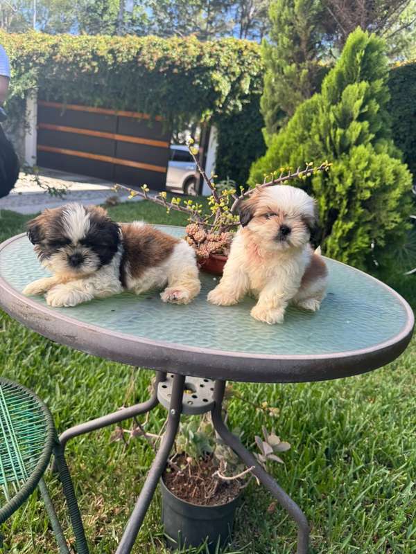 Shihtzu female pedigree A