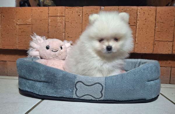Pomerania fema pedigree A