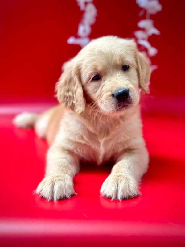 Golden retriever