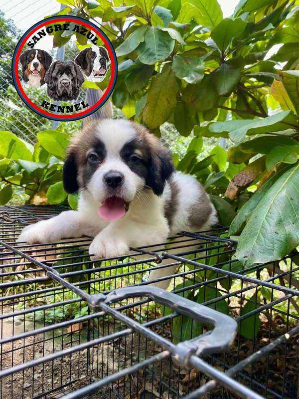 Cachorro San Bernardo