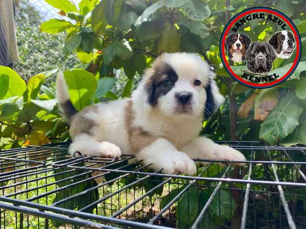 Cachorro San Bernardo