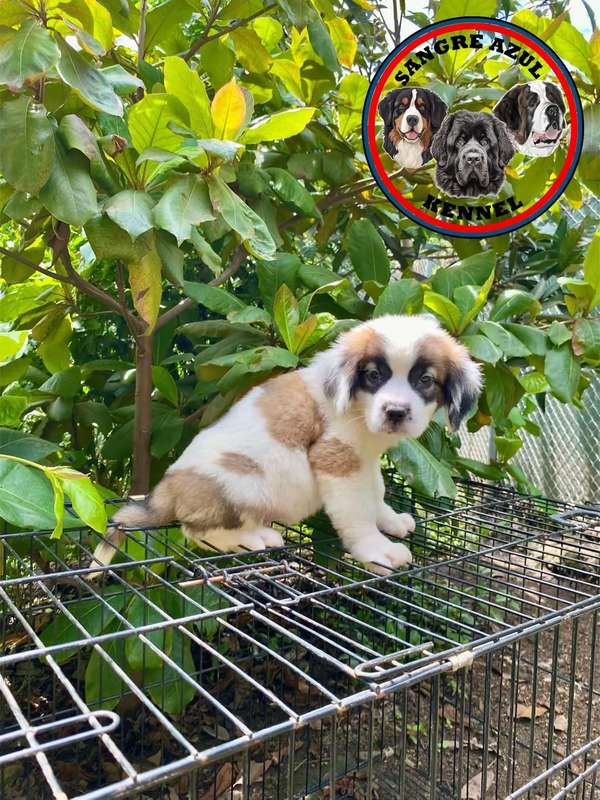 Cachorro San Bernardo