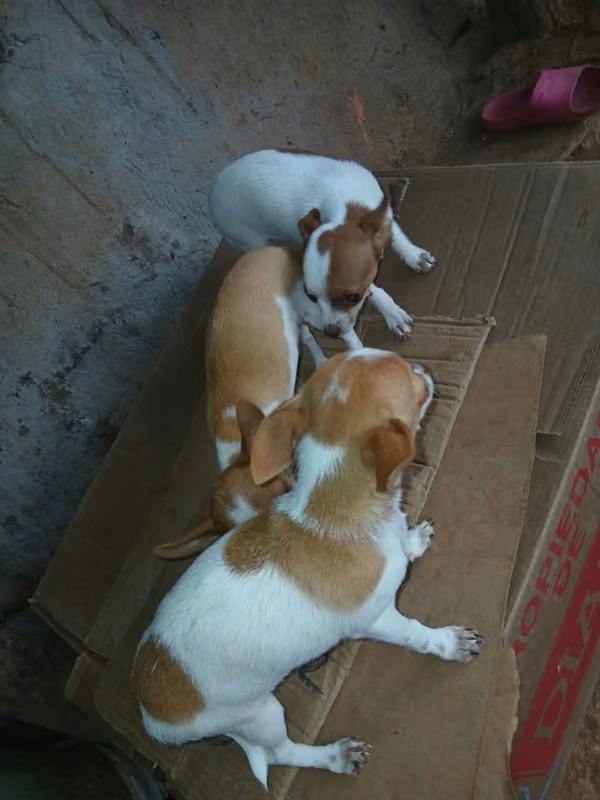 Se vende chihuahuas cafes con manchas blancas