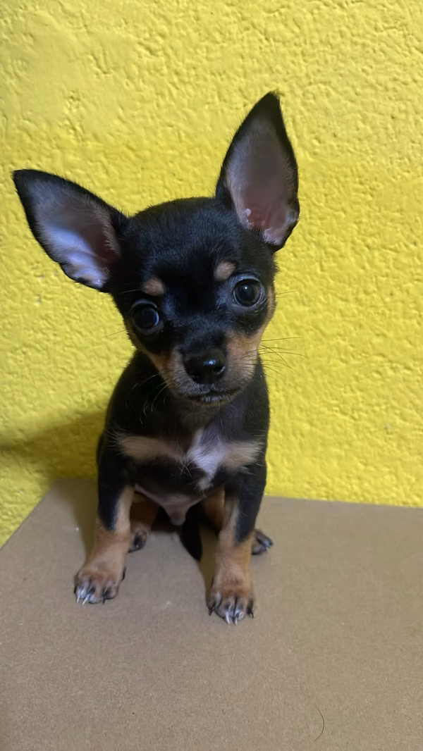 Chihuahua Apple head