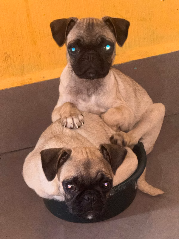 Perritas Pug de 7 meses