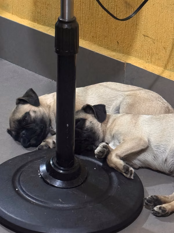 Perritas Pug de 7 meses