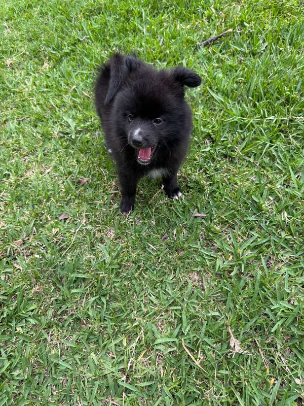 Pomeranian