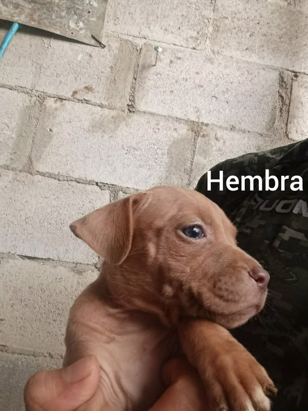 Beautiful and strong Pitbull Red Nose puppies 2 months