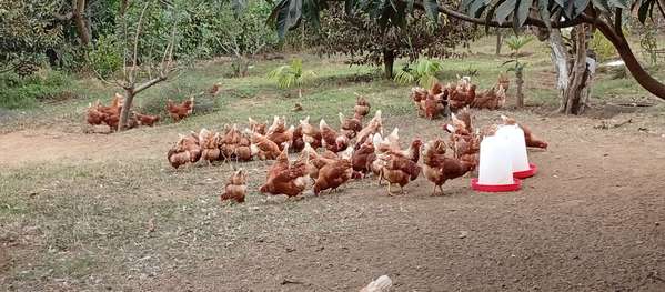 Gallina de desate
